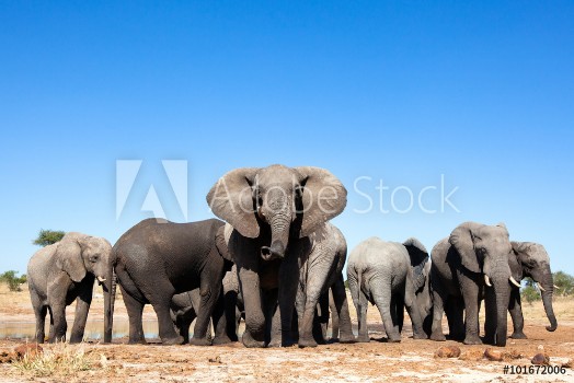 Picture of Elephant in the bushveld